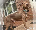 Small #9 Beagle-Retriever  Mix