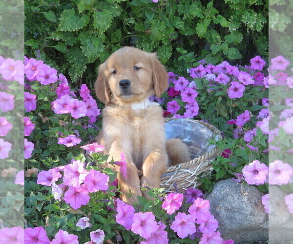 Medium Photo #11 Golden Retriever Puppy For Sale in THORP, WI, USA