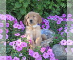 Small Photo #11 Golden Retriever Puppy For Sale in THORP, WI, USA