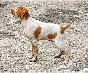 Brittany Puppy for sale in BLOSSBURG, PA, USA