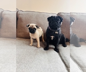 Pug Puppy for sale in FOSTER, RI, USA