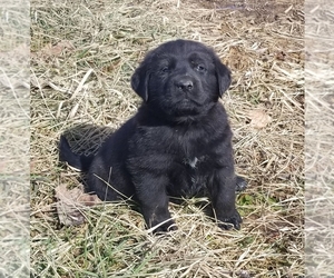 Mastador Puppy for sale in WOODBURY, PA, USA