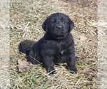 Small Photo #1 Mastador Puppy For Sale in WOODBURY, PA, USA
