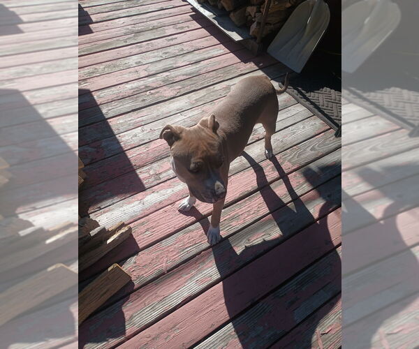 Medium Photo #3 American Pit Bull Terrier Puppy For Sale in Dana Point, CA, USA