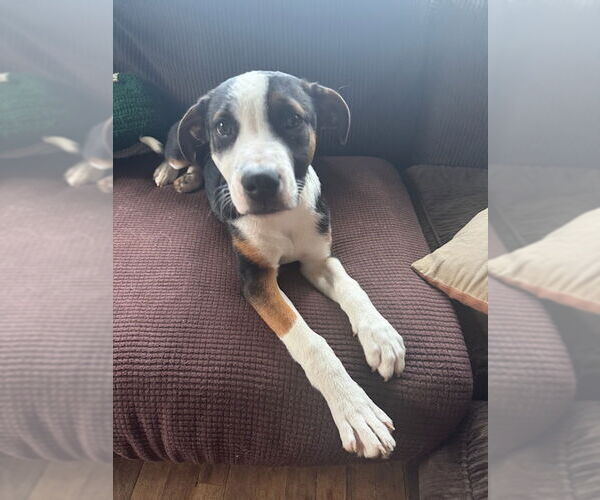 Medium Photo #3 Mutt Puppy For Sale in Fort Collins, CO, USA
