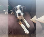 Small #2 Mutt