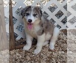 Small Photo #1 Australian Shepherd-Great Pyrenees Mix Puppy For Sale in RIDGELAND, SC, USA