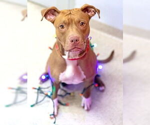 Mutt Dogs for adoption in Dedham, MA, USA