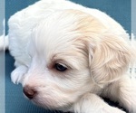 Puppy Puppy 5 Cavapoo (Miniature)