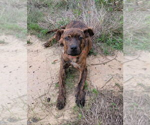 Plott Hound Dogs for adoption in FRAMINGHAM, MA, USA