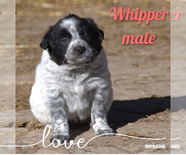 Medium Photo #21 Australian Cattle Dog-Border Collie Mix Puppy For Sale in CLARE, MI, USA