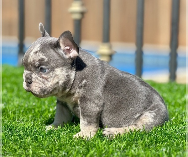 Medium Photo #3 French Bulldog Puppy For Sale in BEVERLY HILLS, CA, USA