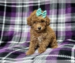 Small Photo #4 Poodle (Toy) Puppy For Sale in LAKELAND, FL, USA