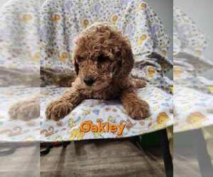 Poodle (Standard) Puppy for Sale in CARY, Illinois USA