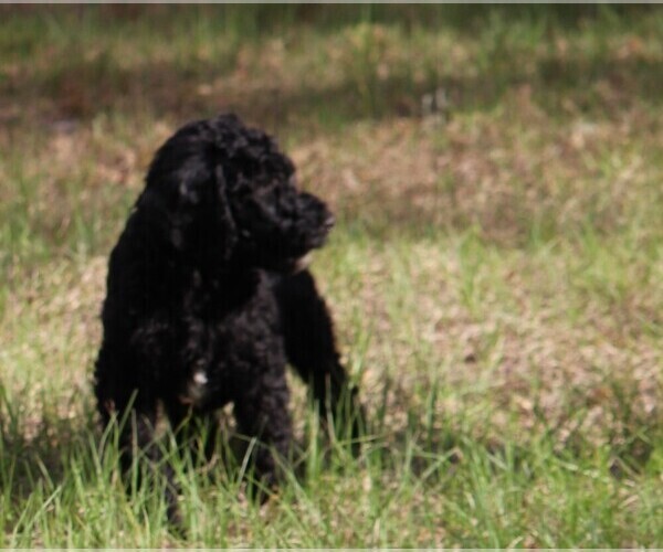 Medium Photo #1 Poodle (Standard) Puppy For Sale in LAKE CITY, FL, USA