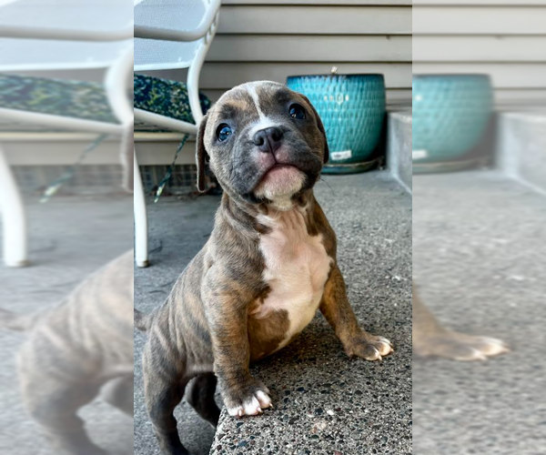 Medium Photo #3 Bulldog-Unknown Mix Puppy For Sale in Brooklyn Center, MN, USA