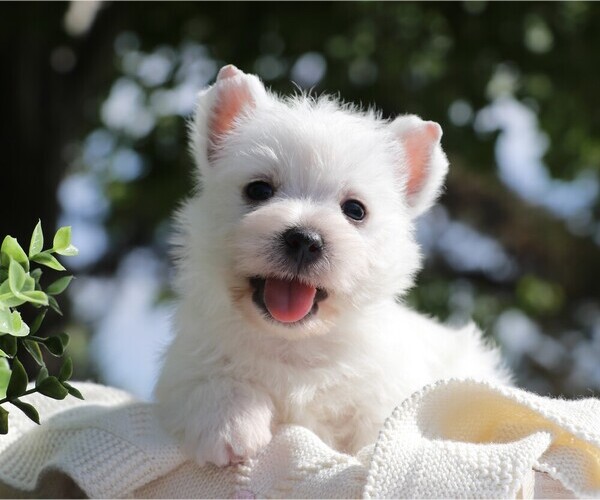 Medium Photo #4 West Highland White Terrier Puppy For Sale in SYRACUSE, IN, USA