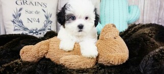 Mal-Shi Puppy for sale in FULLERTON, CA, USA
