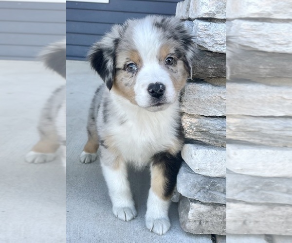 Medium Photo #3 Australian Shepherd Puppy For Sale in LODA, IL, USA