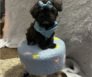Shih-Poo Litter for sale in NAPERVILLE, IL, USA