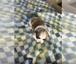 Small #3 Mal-Shi