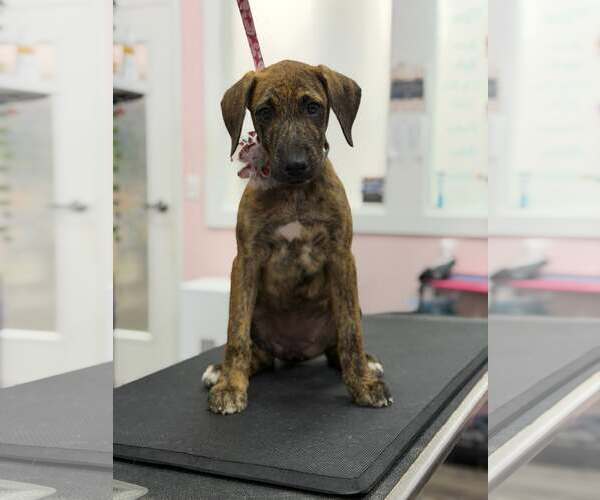 Medium Photo #2 Mutt Puppy For Sale in Greenville, SC, USA