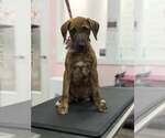 Small #1 Mutt