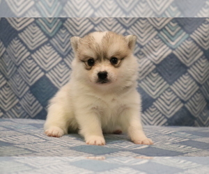 Alaskan Klee Kai-Pomsky Mix Puppy for sale in JOICE, IA, USA