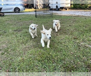 English Cream Golden Retriever Puppy for sale in BROOKSVILLE, FL, USA