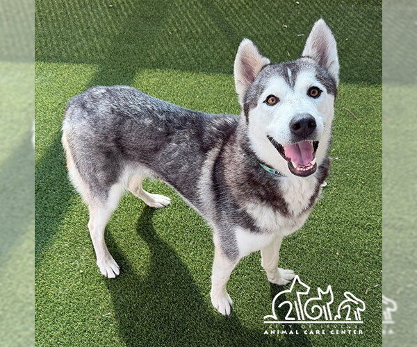 Medium Photo #2 Siberian Husky Puppy For Sale in Irvine, CA, USA