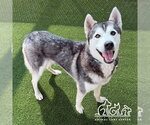 Small Photo #2 Siberian Husky Puppy For Sale in Irvine, CA, USA