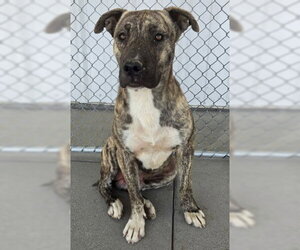 Mutt Dogs for adoption in Bakersfield, CA, USA