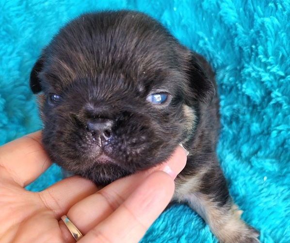 Medium Photo #14 French Bulldog Puppy For Sale in LAS VEGAS, NV, USA
