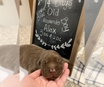 Small Photo #4 Labrador Retriever Puppy For Sale in LAKE ELSINORE, CA, USA
