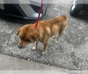 Chow Chow-Unknown Mix Dogs for adoption in Houston, TX, USA