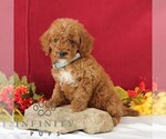 Small #2 Goldendoodle