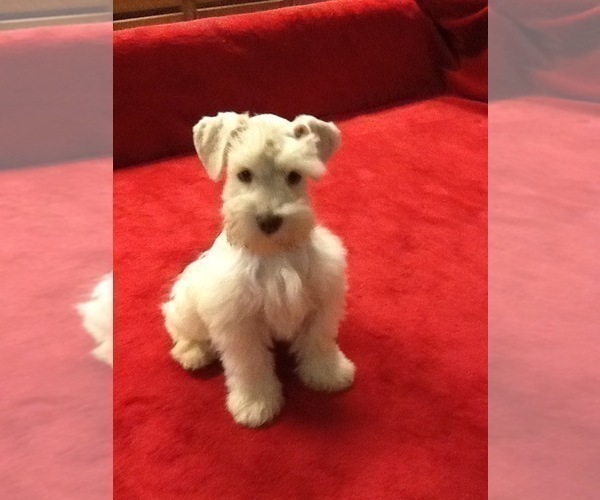 Medium Photo #7 Schnauzer (Miniature) Puppy For Sale in COLONIAL HEIGHTS, TN, USA