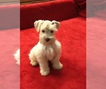 Small Photo #7 Schnauzer (Miniature) Puppy For Sale in COLONIAL HEIGHTS, TN, USA