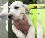 Small Photo #10 Labrador Retriever Puppy For Sale in GAFFNEY, SC, USA