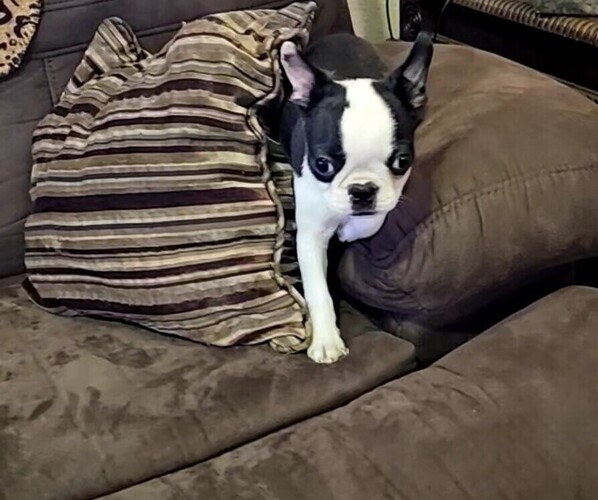 Medium Photo #8 Boston Terrier Puppy For Sale in AIKEN, SC, USA