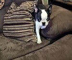 Small #7 Boston Terrier