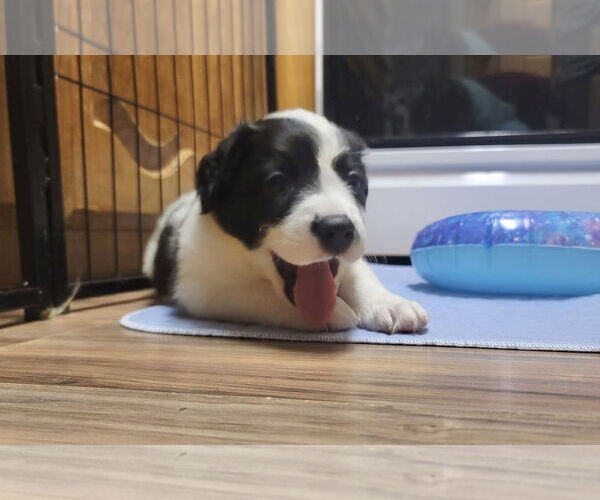 Medium Photo #2 Great Pyrenees Puppy For Sale in Spring, TX, USA