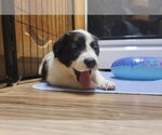 Small #1 Great Pyrenees
