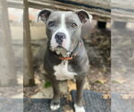 Small #2 Mutt