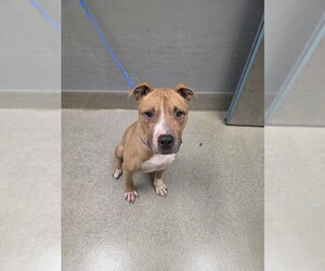 Mutt Dogs for adoption in Las Vegas, NV, USA