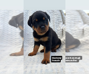 Medium Rottweiler