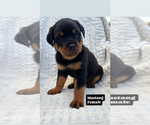 Puppy 7 Rottweiler