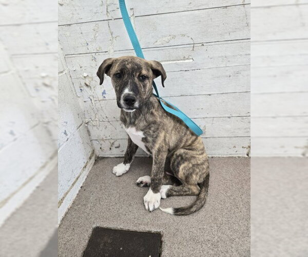 Medium Photo #1 Mutt Puppy For Sale in San Bernardino, CA, USA