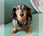 Small #3 Dachshund