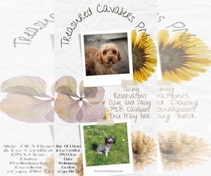 Mother of the Cavapoo puppies born on 05/11/2023